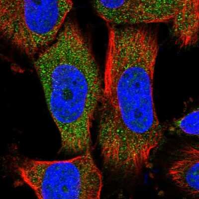 Immunocytochemistry/ Immunofluorescence: MOCS2 Antibody [NBP1-81045]