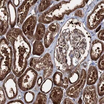 Immunohistochemistry-Paraffin: MOCS2 Antibody [NBP1-81045]