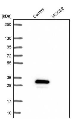 Western Blot: MOCS2 Antibody [NBP1-81045]