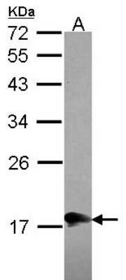 Western Blot: MOCS2 Antibody [NBP2-17319]