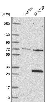 Western Blot: MOCS2 Antibody [NBP2-38359]