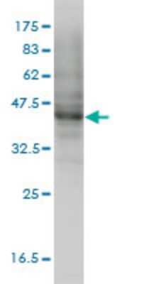 Western Blot: MOCS3 Antibody (1C5-E8) [H00027304-M01]