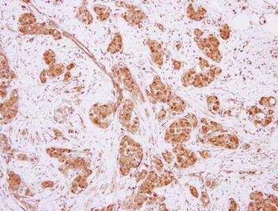 Immunohistochemistry-Paraffin: MOCS3 Antibody [NBP2-17320]