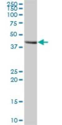 Western Blot: MOCS3 Antibody [H00027304-B01P]