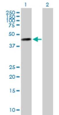 Western Blot: MOCS3 Antibody [H00027304-B01P]
