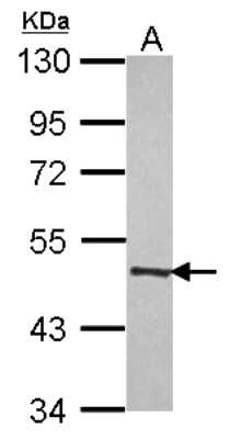 Western Blot: MOCS3 Antibody [NBP2-17320]