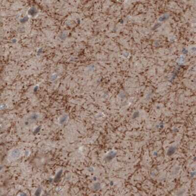 Immunohistochemistry-Paraffin: MOG Antibody (CL2852) [NBP2-46633]