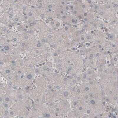 Immunohistochemistry-Paraffin: MOG Antibody (CL2852) [NBP2-46633]