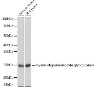 Western Blot: MOG Antibody (7G8C4) [NBP3-16310]