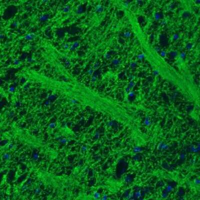 Immunohistochemistry: MOG Antibody (CL2858) [NBP2-46634]