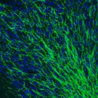 Immunohistochemistry: MOG Antibody (CL2858) [NBP2-46634]