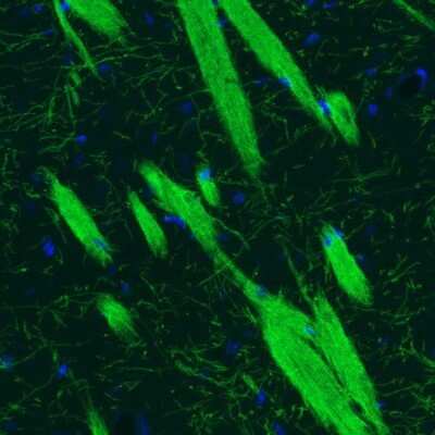 Immunohistochemistry: MOG Antibody (CL2858) [NBP2-46634]