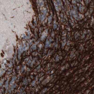 Immunohistochemistry-Paraffin: MOG Antibody (CL2858) [NBP2-46634]