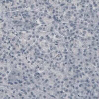 Immunohistochemistry-Paraffin: MOG Antibody (CL2858) [NBP2-46634]