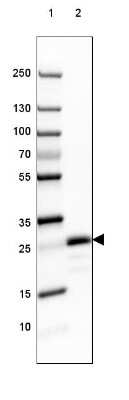 Western Blot: MOG Antibody (CL2858) [NBP2-46634]