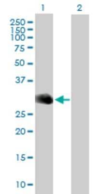 Western Blot: MOG Antibody [H00004340-B01P]