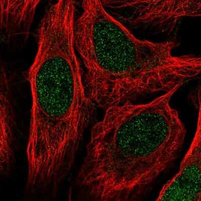 Immunocytochemistry/ Immunofluorescence: MOG1 Antibody [NBP2-58549]