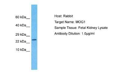 Western Blot: MOG1 Antibody [NBP2-87813]