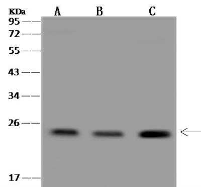 Western Blot: MOG1 Antibody [NBP3-12671]