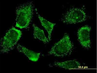 Immunocytochemistry/ Immunofluorescence: MOGAT3 Antibody (3F7) [H00346606-M05]