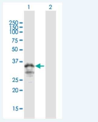 Western Blot: MOGAT3 Antibody [H00346606-B01P-50ug]