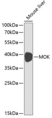 Western Blot: MOK AntibodyBSA Free [NBP2-94448]