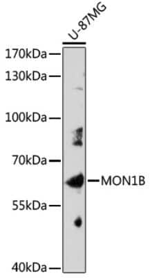 Western Blot: MON1B AntibodyAzide and BSA Free [NBP3-05063]