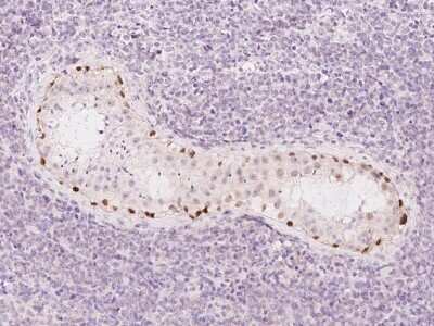 Immunohistochemistry-Paraffin: MORC1 Antibody [NBP2-98518]