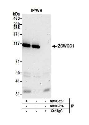 Immunoprecipitation: MORC2 Antibody [NB600-236]