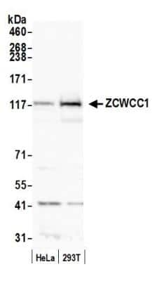 Western Blot: MORC2 Antibody [NB600-236]