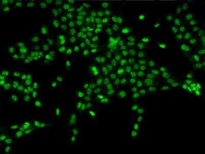 Immunocytochemistry/ Immunofluorescence: MORC3 Antibody [NBP3-06255]