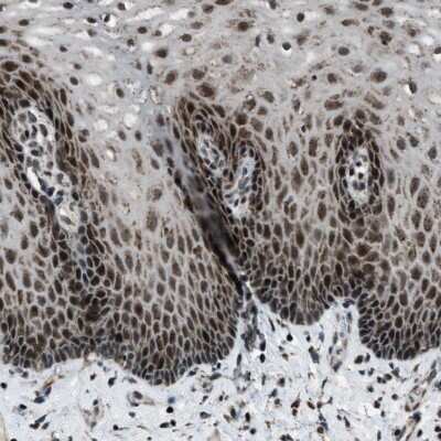 Immunohistochemistry-Paraffin: MORC3 Antibody [NBP1-83036]