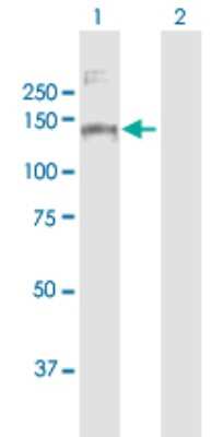 Western Blot: MORC3 Antibody [H00023515-B01P]