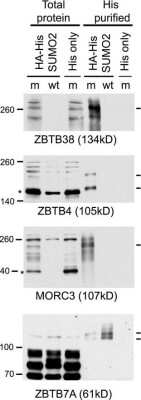 Western Blot: MORC3 Antibody [NBP1-83036]