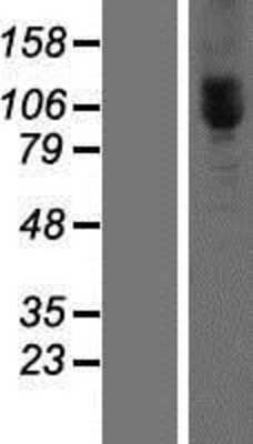 Western Blot: MORC3 Overexpression Lysate [NBP2-07189]