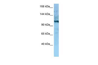 Western Blot: MORC4 Antibody [NBP2-87814]