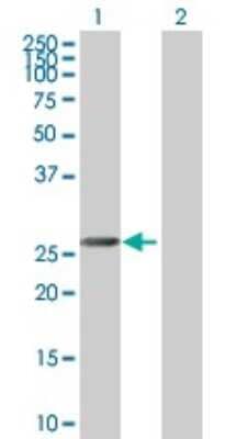 Western Blot: MORF4 Antibody [H00010934-B01P]