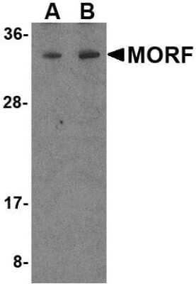 Western Blot: MORF4 AntibodyBSA Free [NBP1-76809]