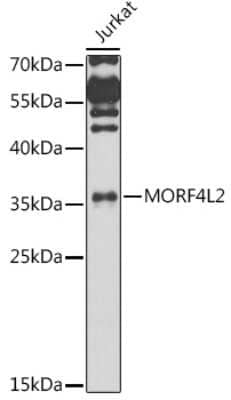 Western Blot: MORF4L2 AntibodyBSA Free [NBP3-03921]