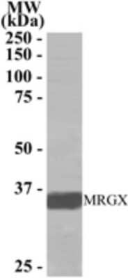 Western Blot: MORF4L2 Antibody [NB300-803]
