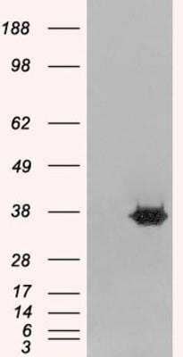 Western Blot: MORF4L2 Antibody [NB300-803]