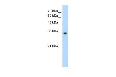 Western Blot: MORF4L2 Antibody [NBP2-87815]