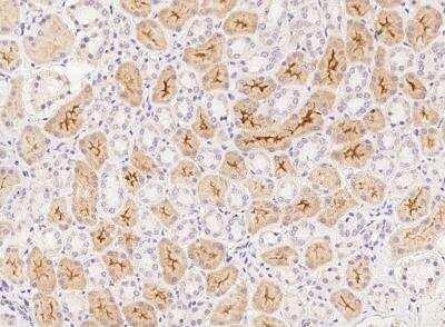 Immunohistochemistry-Paraffin: MORN1 Antibody [NBP3-05920]