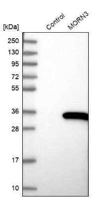 Western Blot: MORN3 Antibody [NBP2-31007]