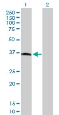 Western Blot: MOS Antibody [H00004342-D01P]
