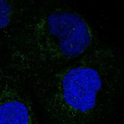 Immunocytochemistry/ Immunofluorescence: MOSC1 Antibody [NBP1-82122]
