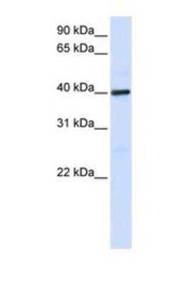 Western Blot: MOSC1 Antibody [NBP1-69519]