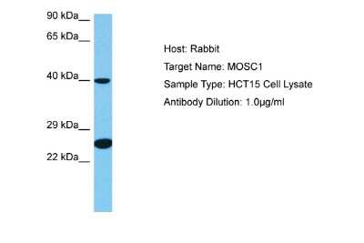 Western Blot: MOSC1 Antibody [NBP2-85306]