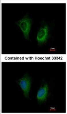 Immunocytochemistry/ Immunofluorescence: MOSC2 Antibody [NBP2-19381]