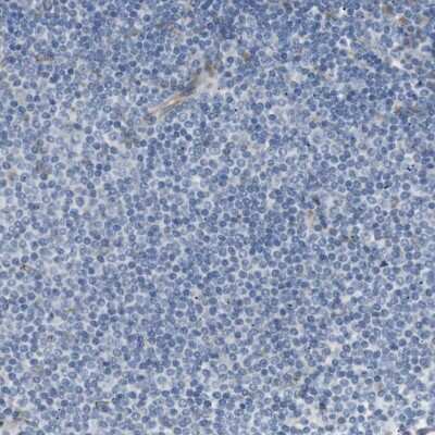 Immunohistochemistry-Paraffin: MOSC2 Antibody [NBP1-82167]